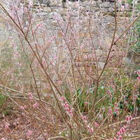 Salix gracilistyla 'Mount Aso'